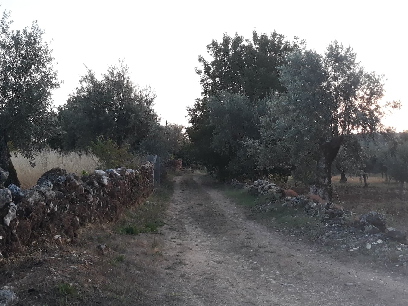 estradaantiga avecasta 3