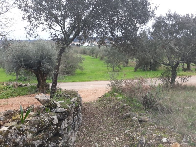carreiros 19
