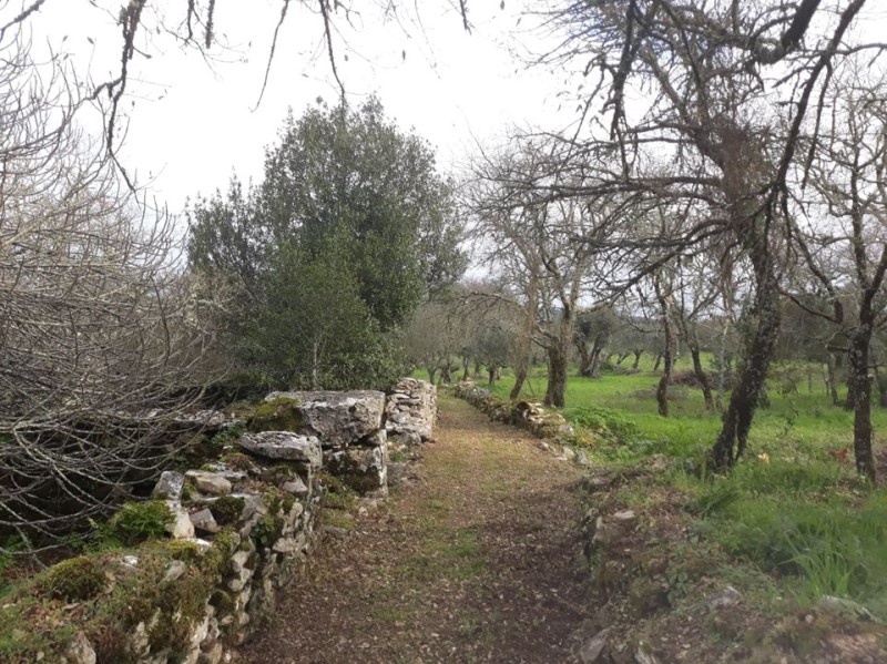 carreiros 36