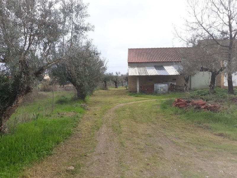 carreiros 41