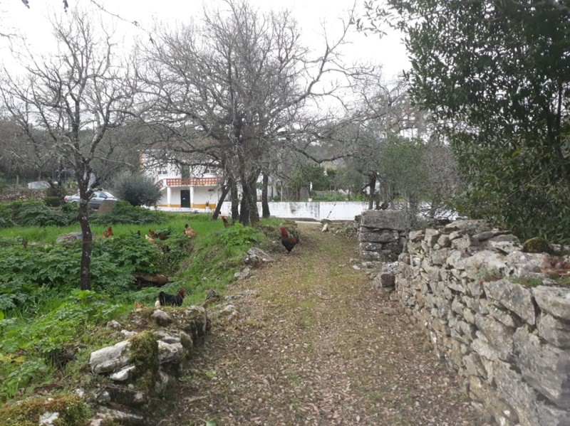 carreiros 5