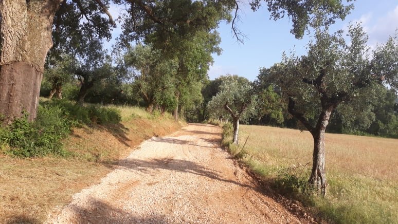 caminhopias 5 18