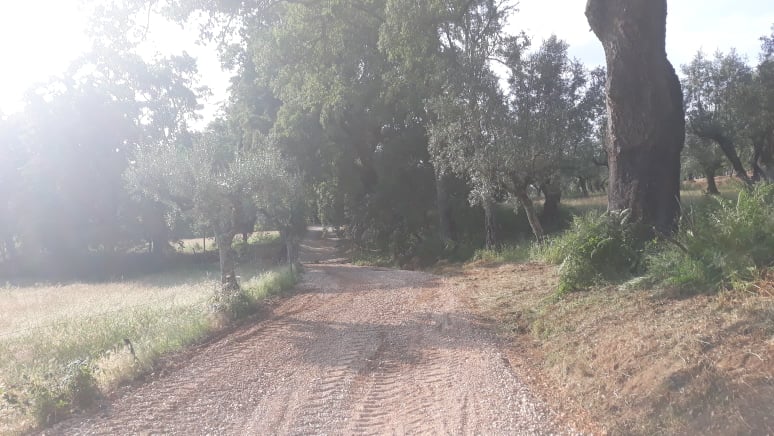 caminhopias 5 19