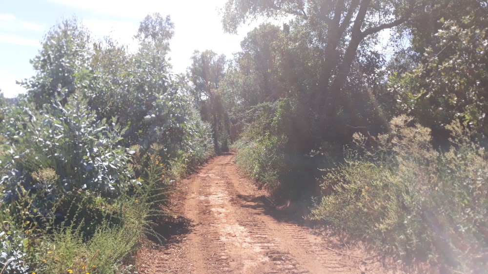 coito 2