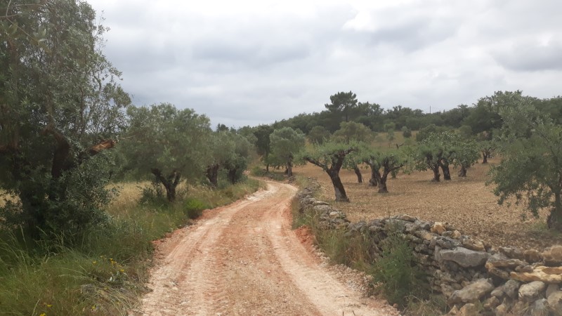 rabeja 6