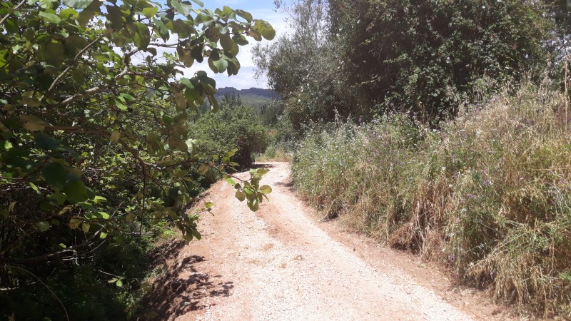 rfpedra 1
