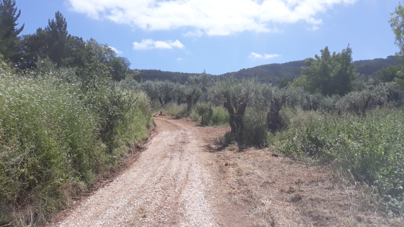 rfpedra 10
