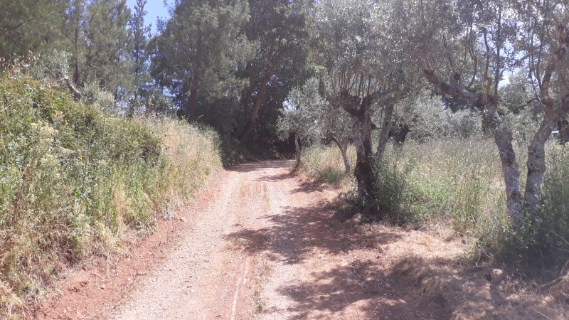 rfpedra 12