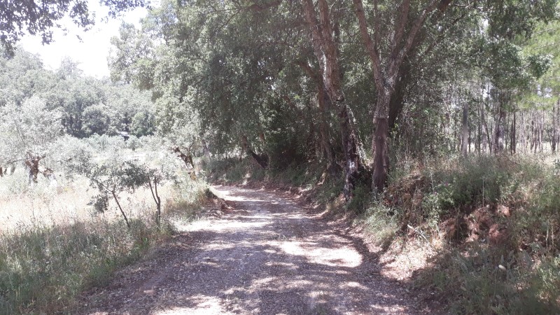 rfpedra 14