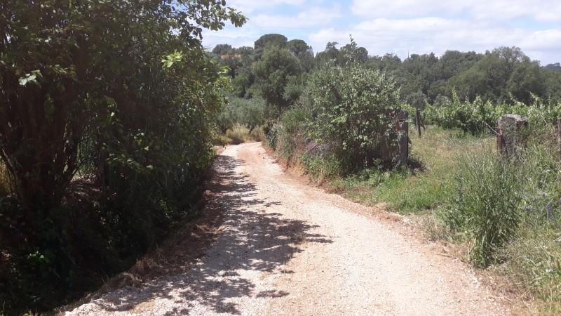 rfpedra 16