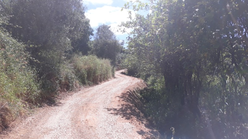 rfpedra 17