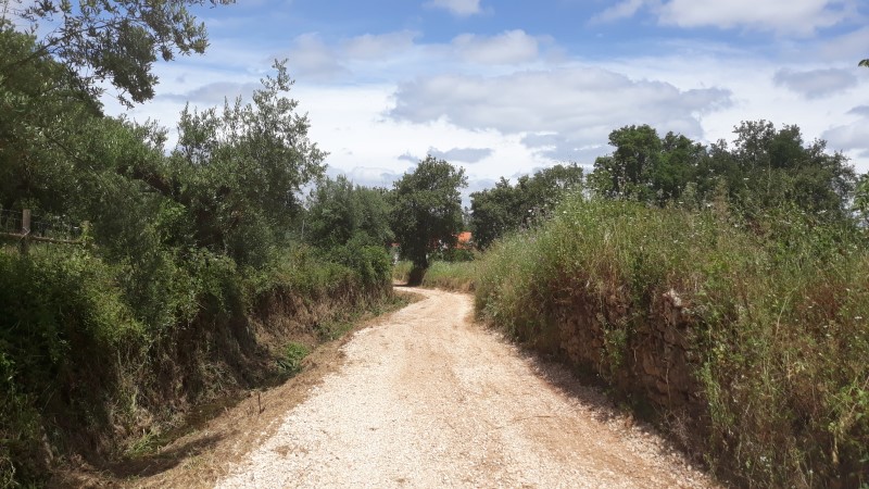 rfpedra 9