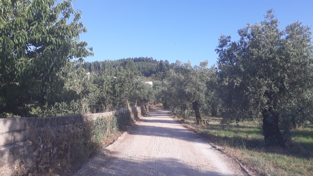 rispedro 10