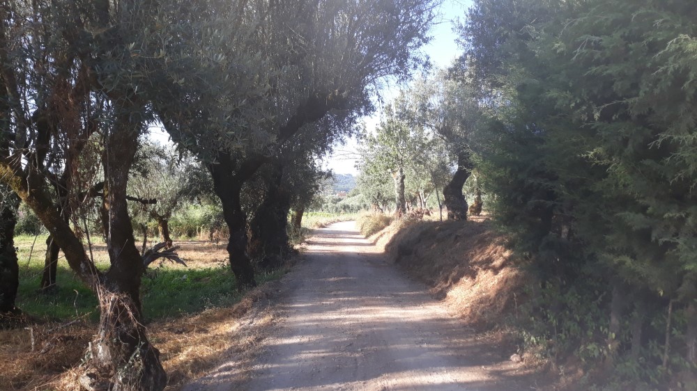 rispedro 3