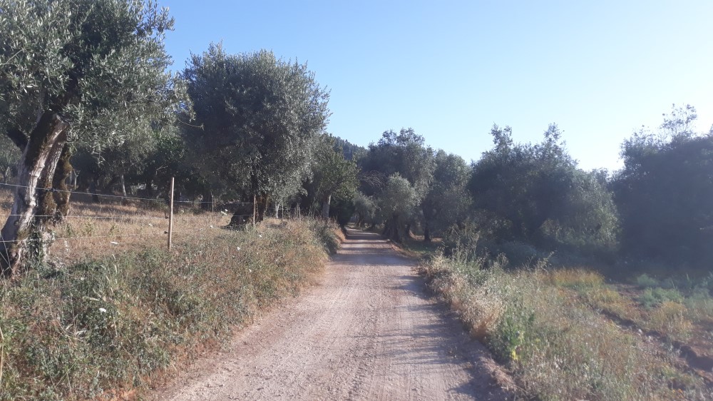 rispedro 4