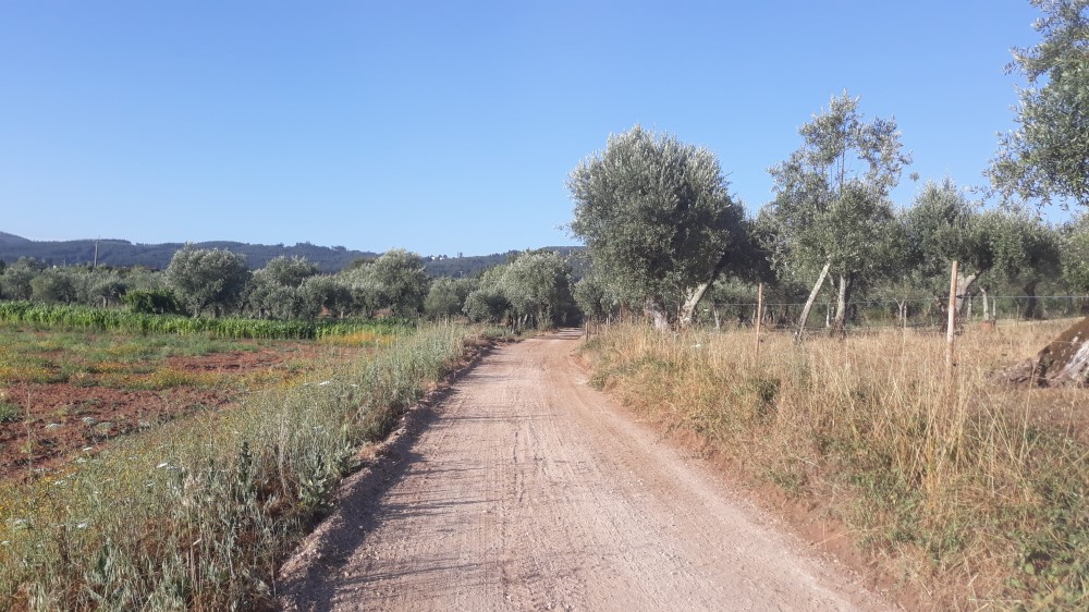rispedro 5