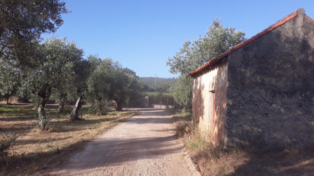 rispedro 6
