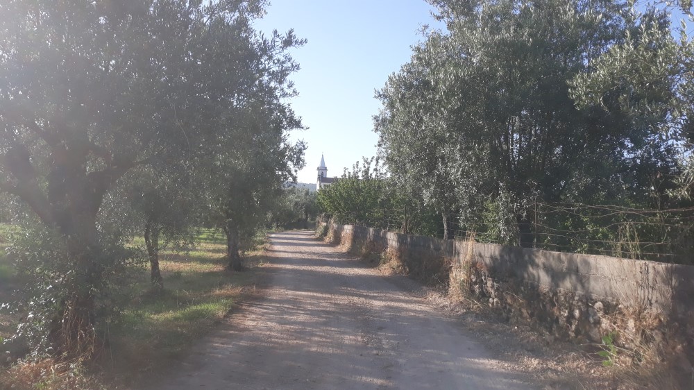 rispedro 8