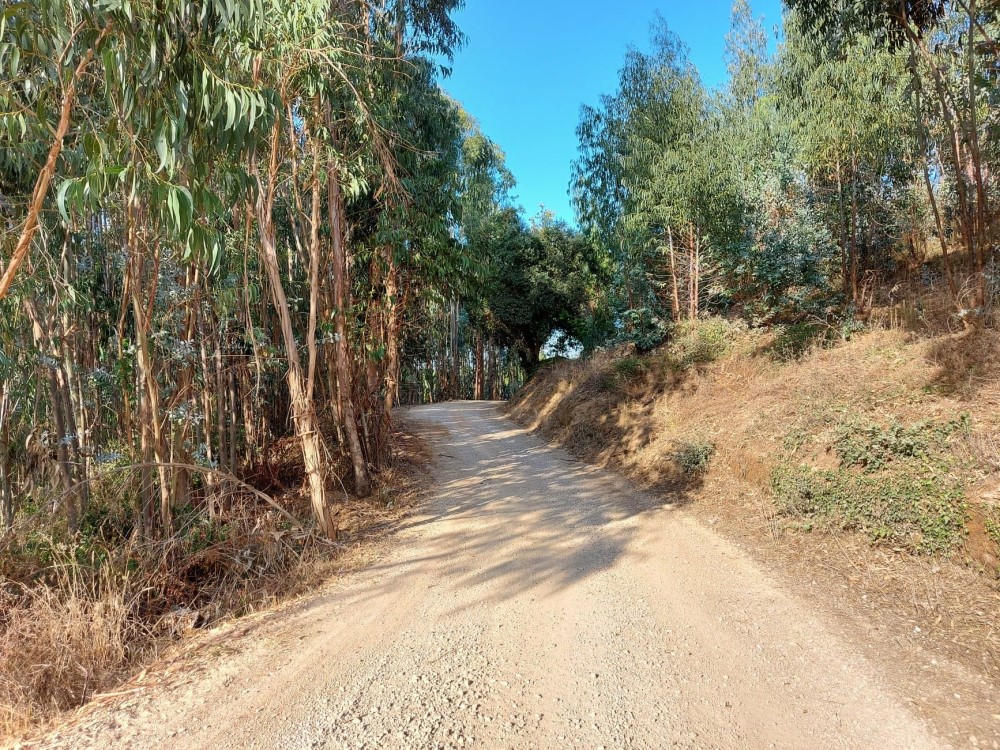 balouco 7