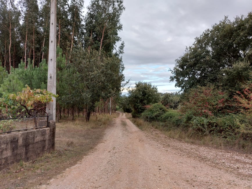 meneixas 13