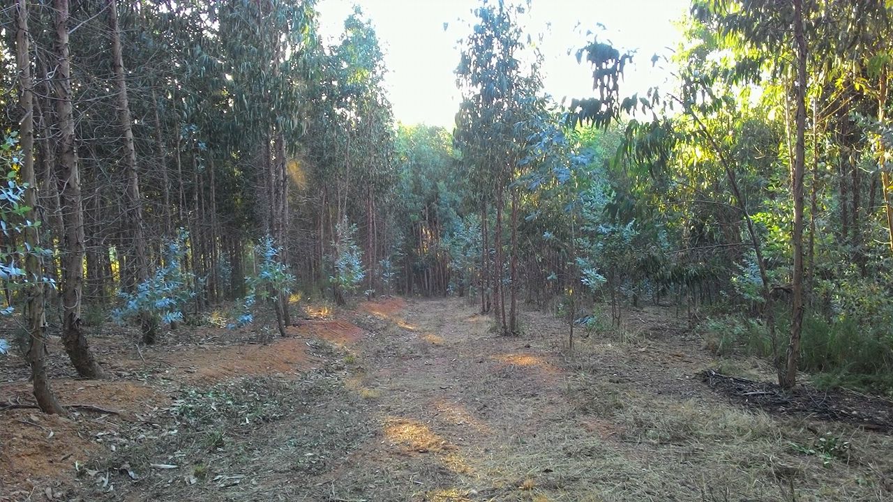 coito 12