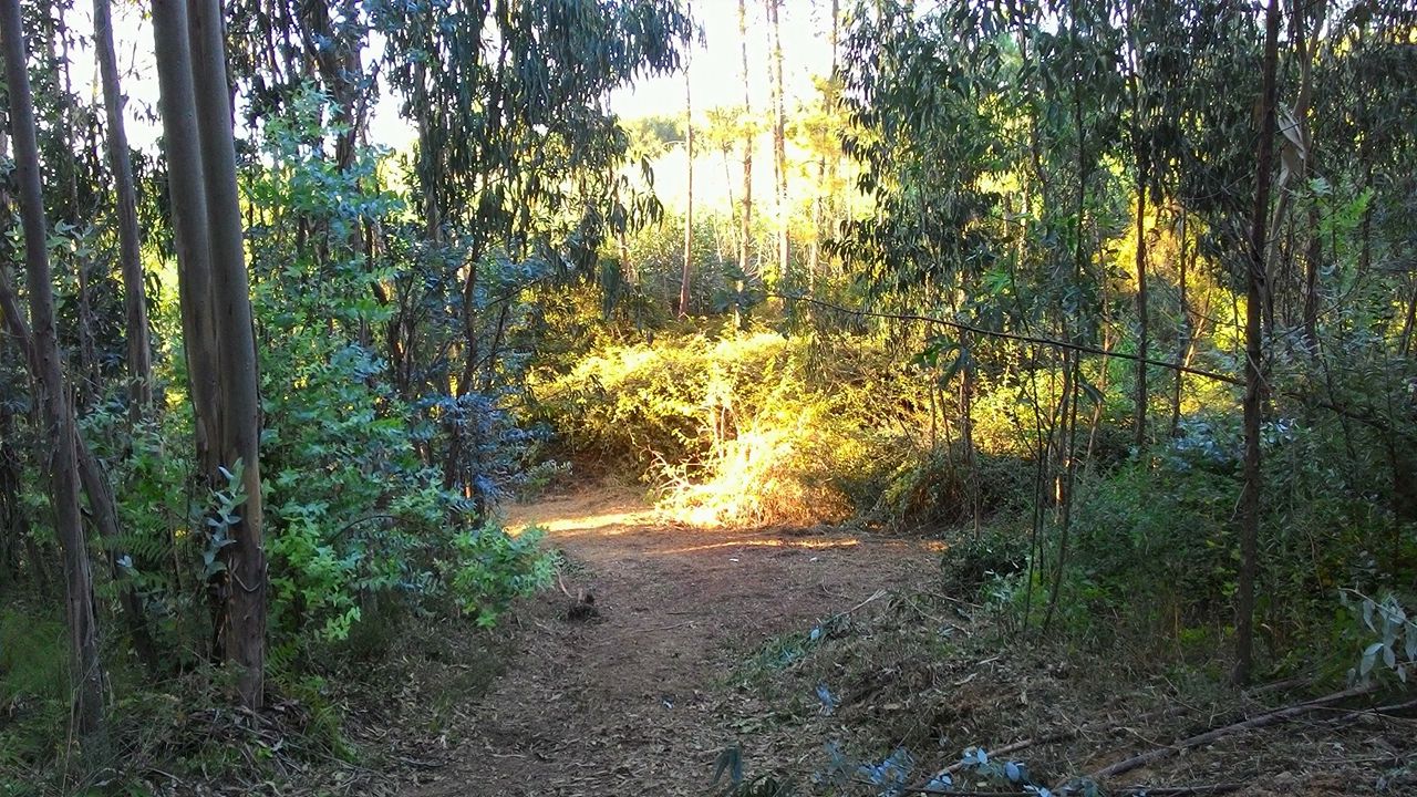 coito 13