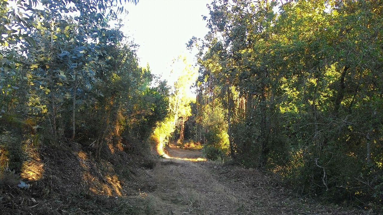 coito 3