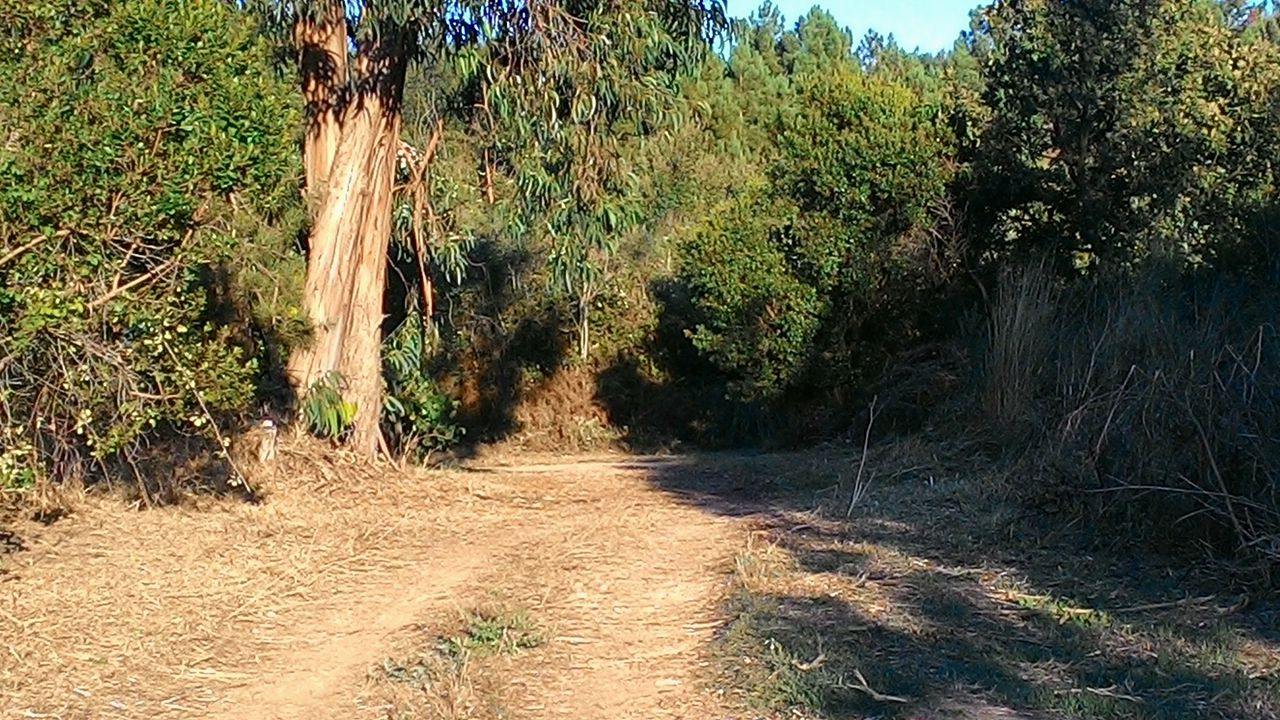 coito 9