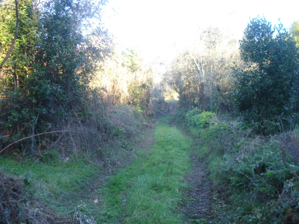 vverde53