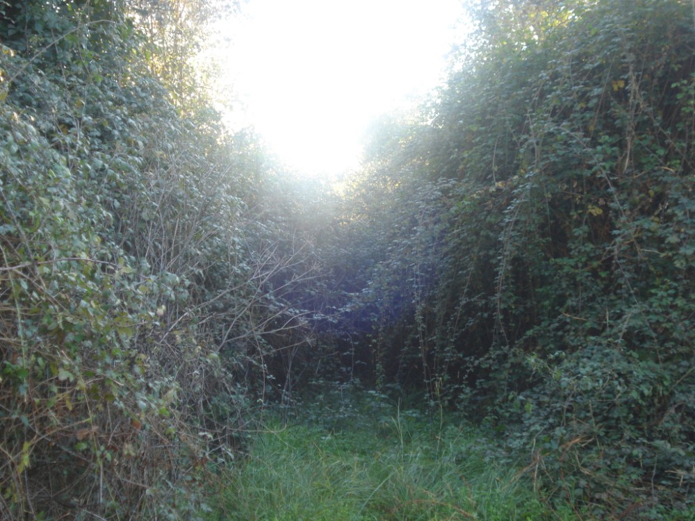 vverde56