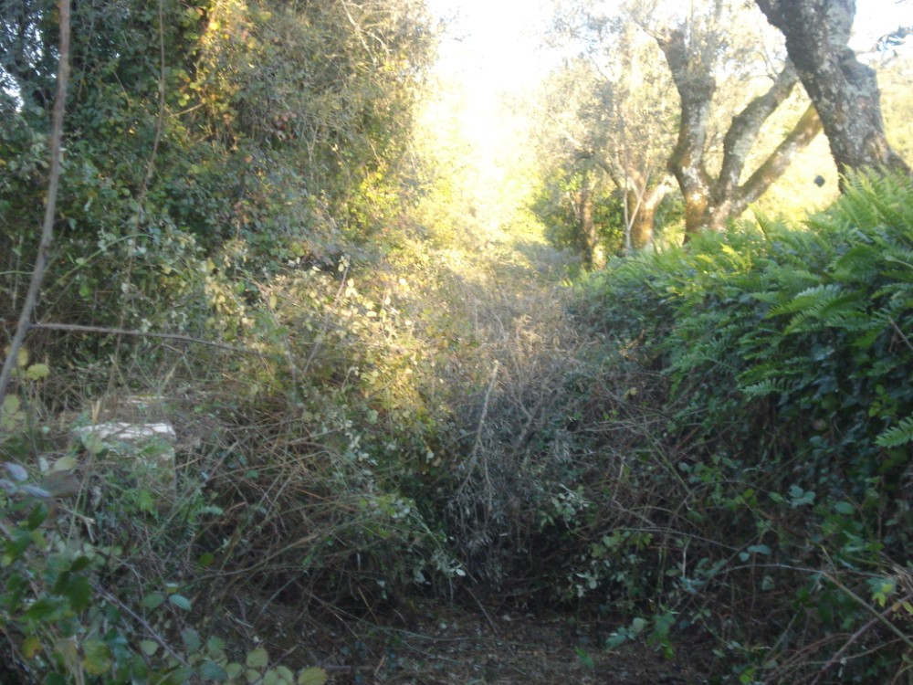 vverde62