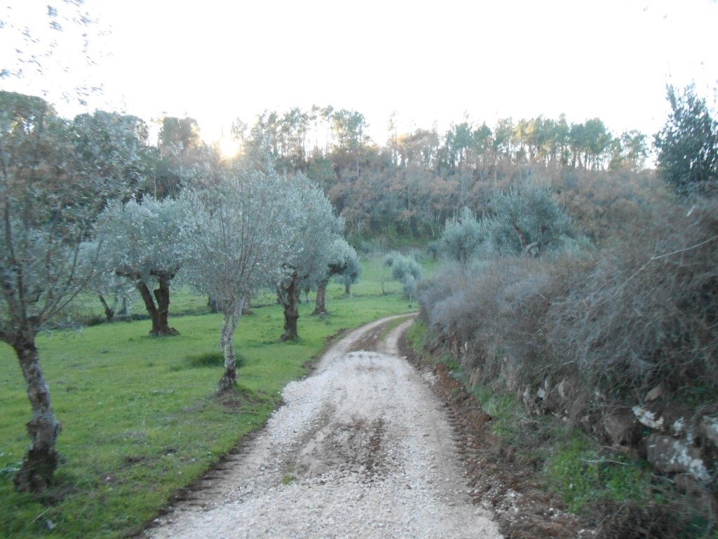rfpedra 7