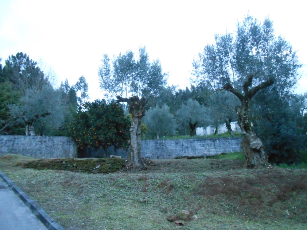 limppias 2