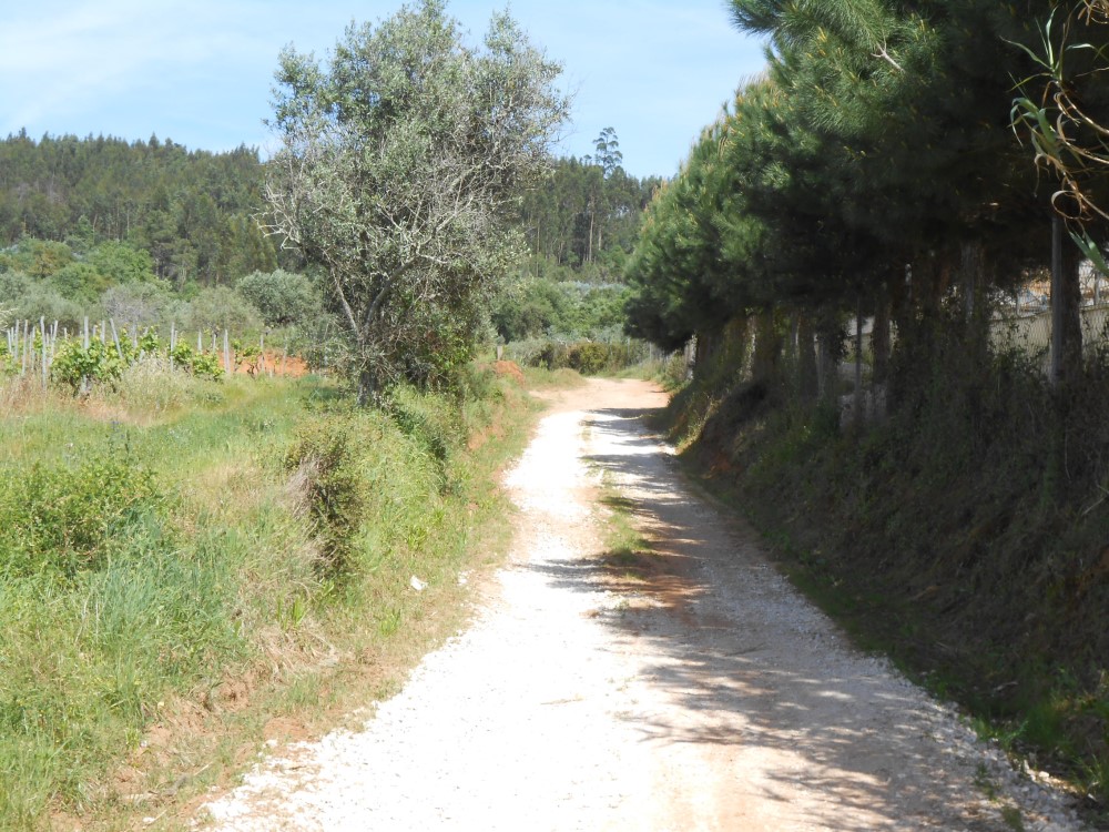 rbijota11