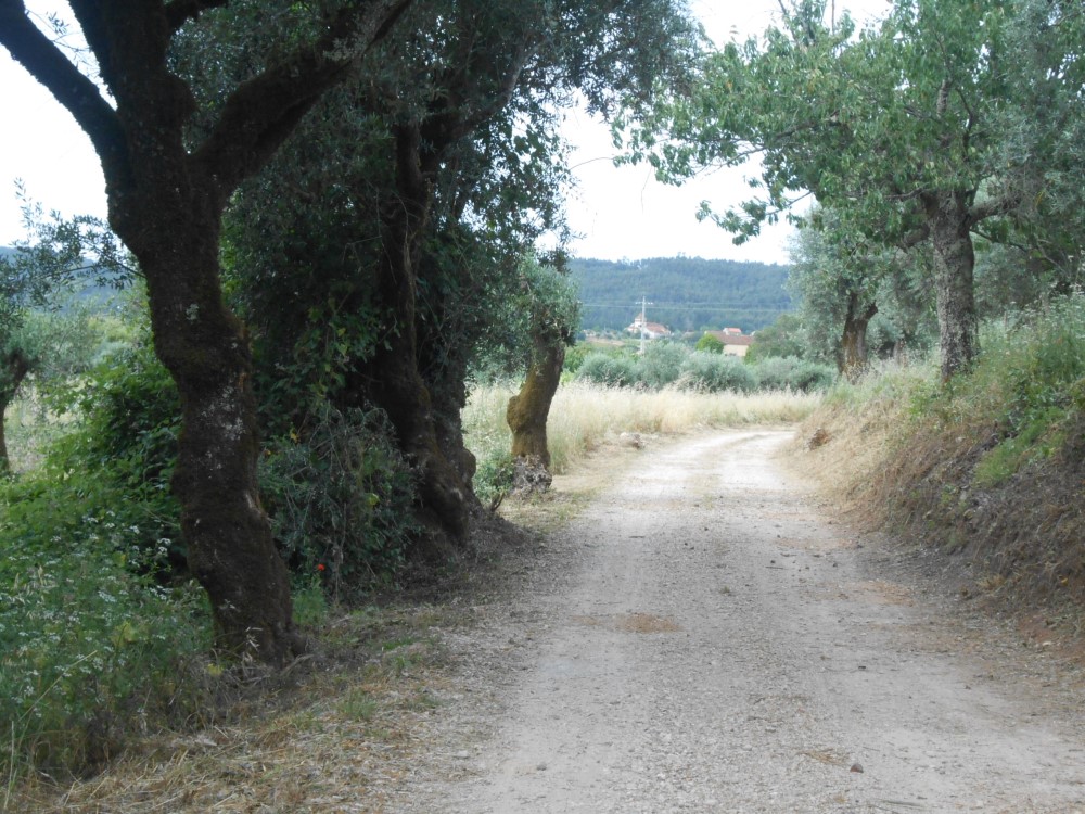 rispedro3