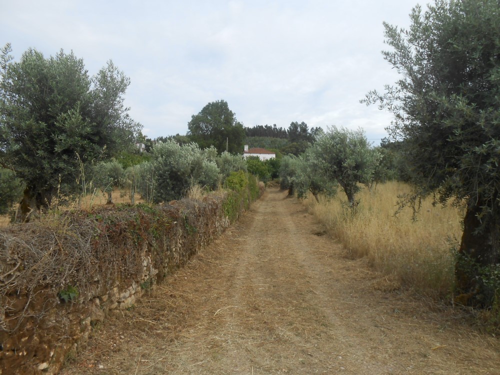 rispedro8