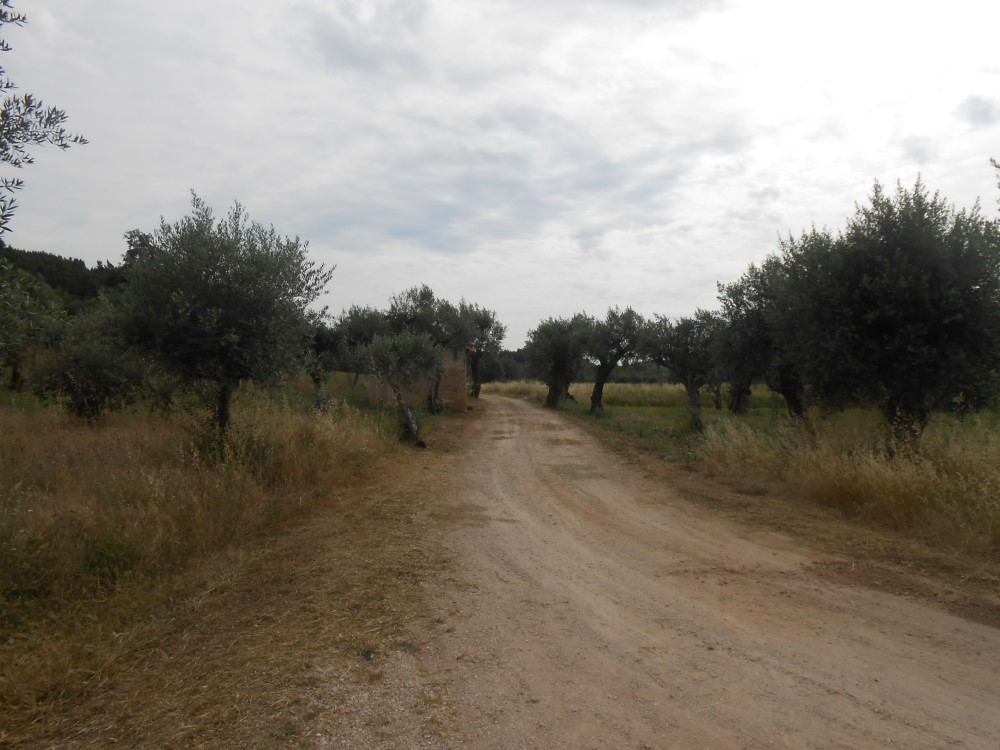 rispedro9