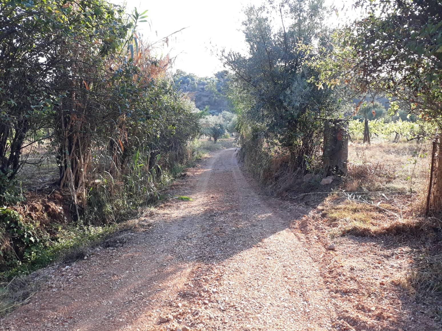 rfpedra3