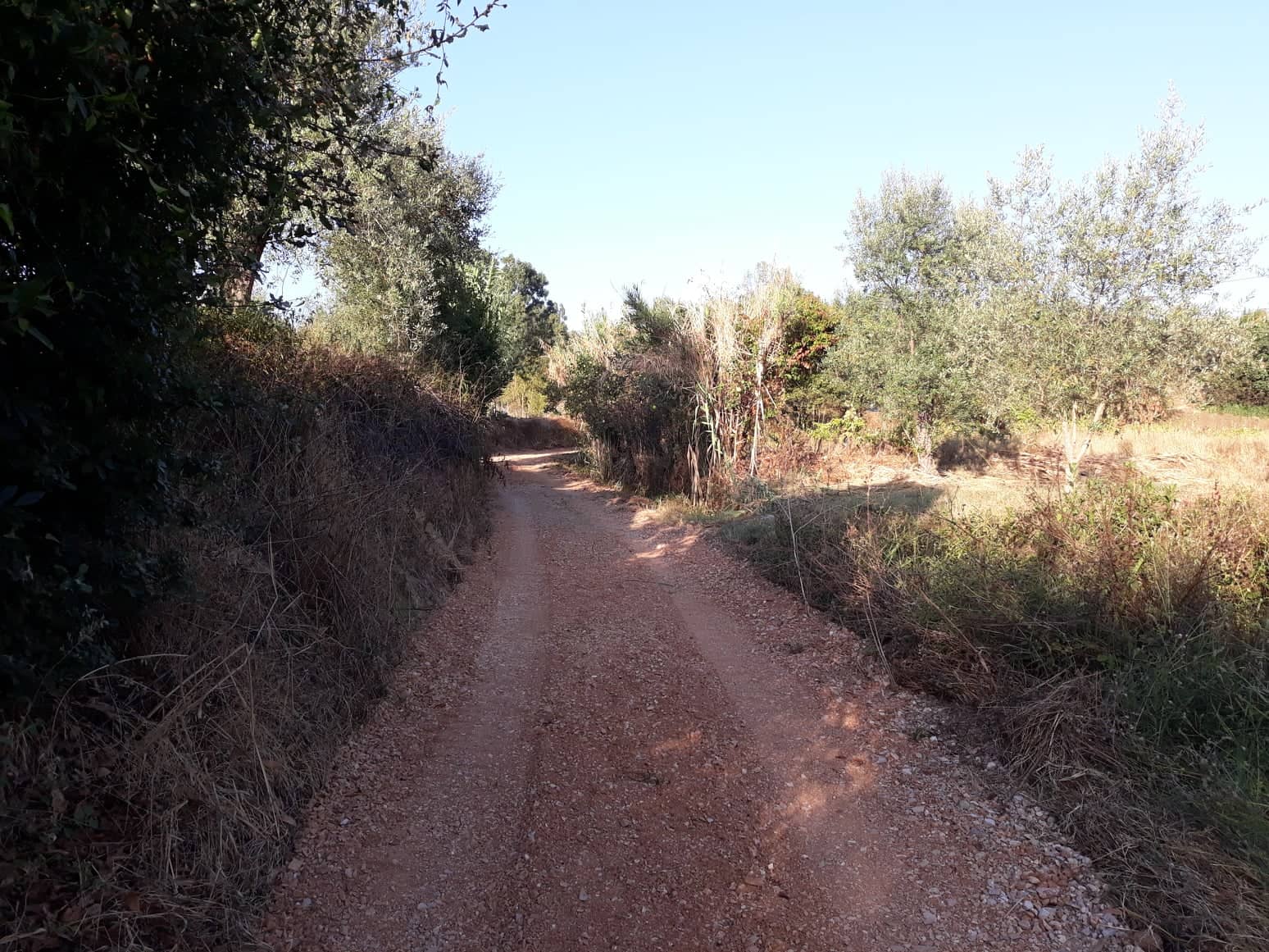 rfpedra8