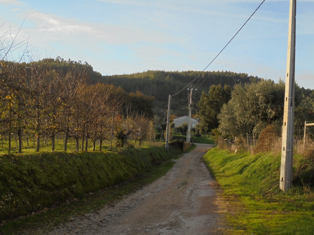 ruasmeneixas 21