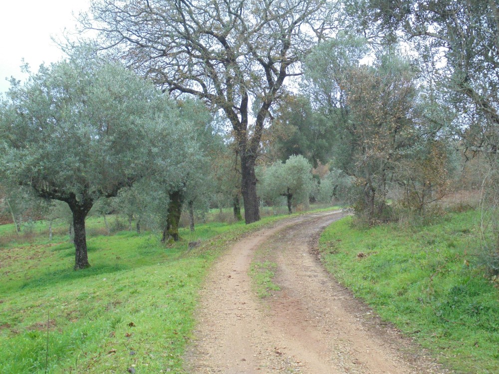 rrbica8