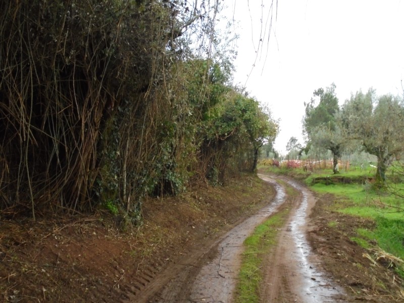 ruacoito 1