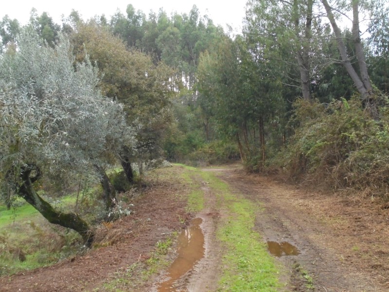 ruacoito 8